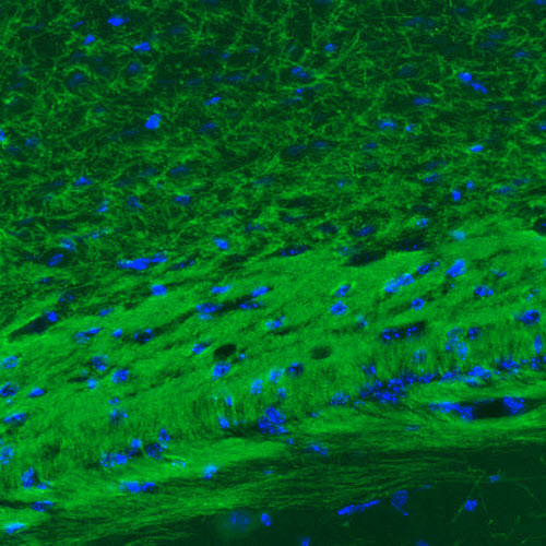 MOG Antibody in Immunohistochemistry (Paraffin) (IHC (P))