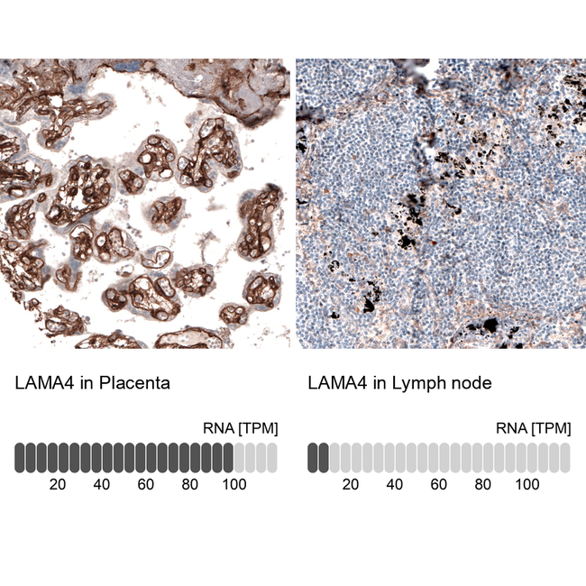 Laminin alpha-4 Antibody in Immunohistochemistry (Paraffin) (IHC (P))