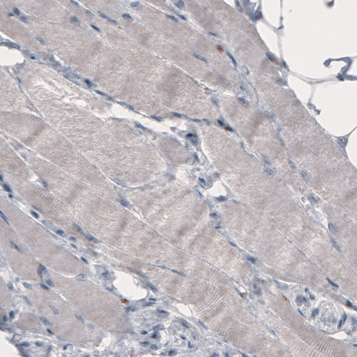 FCGRT Antibody in Immunohistochemistry (Paraffin) (IHC (P))