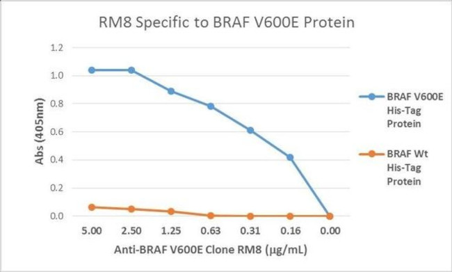 B-Raf (V600E) Antibody in ELISA (ELISA)