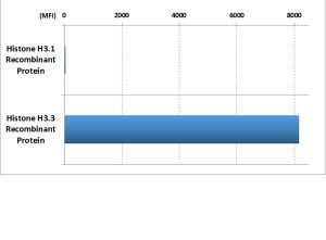 Histone H3.3 Antibody in Luminex (Luminex)