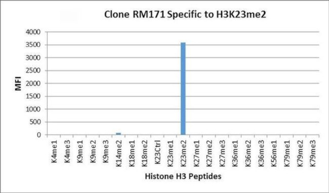 H3K23me2 Antibody in Luminex (LUM)