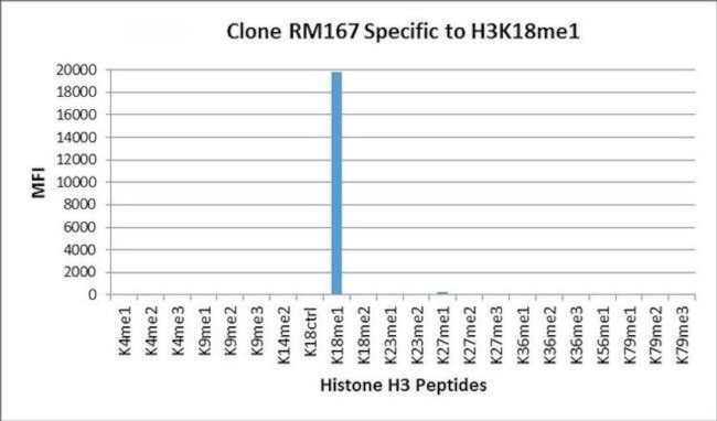 H3K18me1 Antibody in Luminex (LUM)
