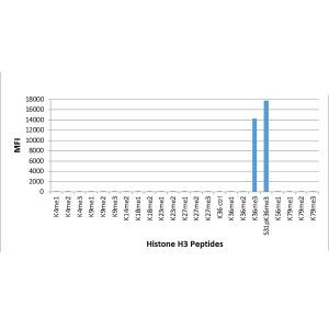 H3K36me3 Antibody in Luminex (Luminex)