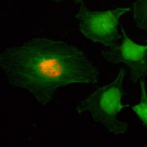 Phospho-Histone H2A/H4 (Ser1) Antibody in Immunocytochemistry (ICC/IF)