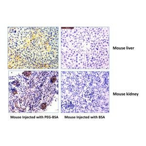 PEG (methoxy group) Antibody in Immunohistochemistry (IHC)