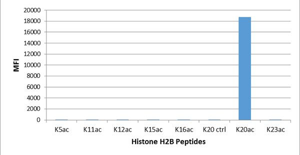 H2BK20ac Antibody in Luminex (Luminex)