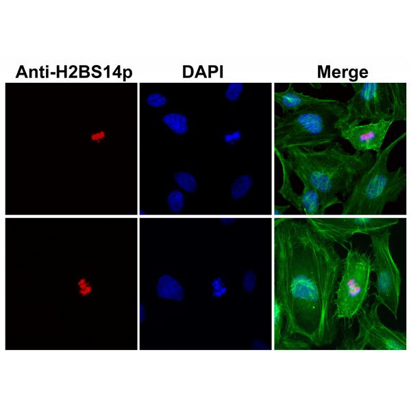 Phospho-Histone H2B (Ser14) Antibody in Immunocytochemistry (ICC/IF)