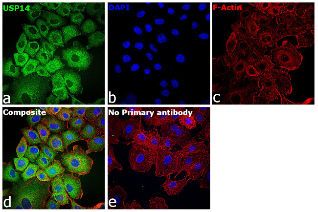 USP14 Antibody in Immunocytochemistry (ICC/IF)