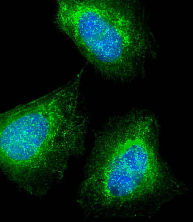 MKRN2 Antibody in Immunocytochemistry (ICC/IF)