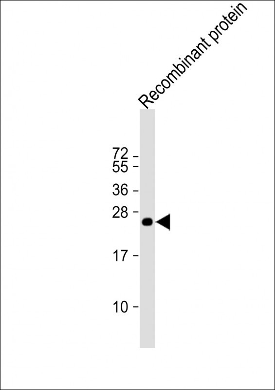 KMT2C Antibody in Western Blot (WB)