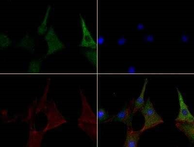 Caspase 4 Antibody in Immunocytochemistry (ICC/IF)