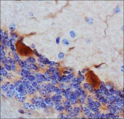 Thimet Oligopeptidase Antibody in Immunohistochemistry (Paraffin) (IHC (P))