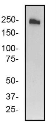 ABCA7 Antibody in Western Blot (WB)