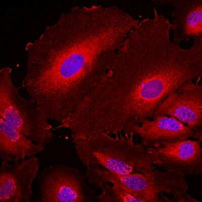 14-3-3 eta Antibody in Immunocytochemistry (ICC/IF)