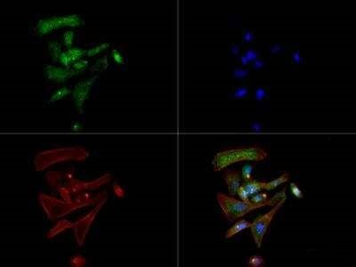 Dopamine Transporter Antibody in Immunocytochemistry (ICC/IF)
