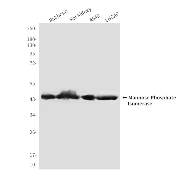 MPI Antibody in Western Blot (WB)