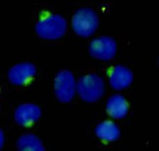 RANBP9 Antibody in Immunocytochemistry (ICC/IF)