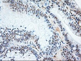 NTF3 Antibody in Immunohistochemistry (Paraffin) (IHC (P))