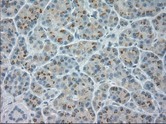 NeuroG3 Antibody in Immunohistochemistry (Paraffin) (IHC (P))