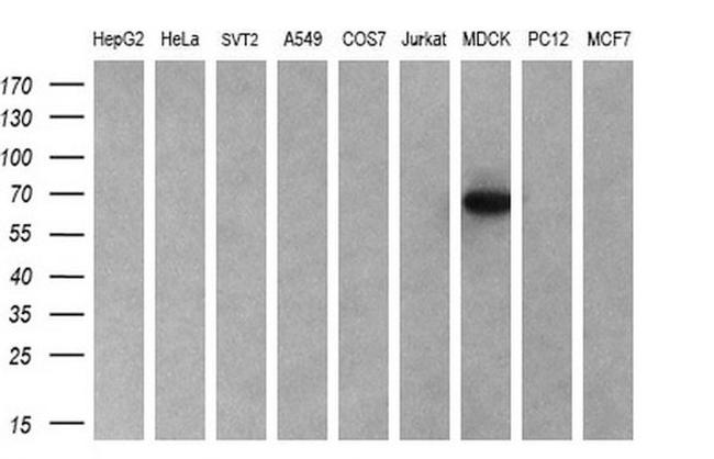 CYP7B1 Antibody in Western Blot (WB)