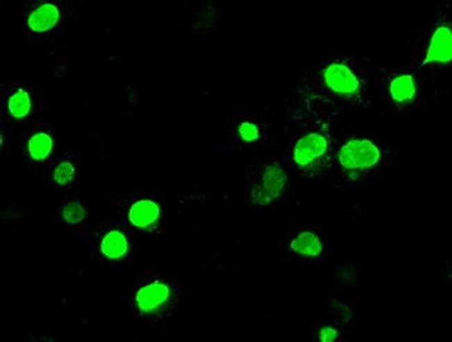 NeuroG3 Antibody in Immunocytochemistry (ICC/IF)
