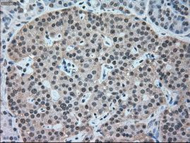 NRBP Antibody in Immunohistochemistry (Paraffin) (IHC (P))
