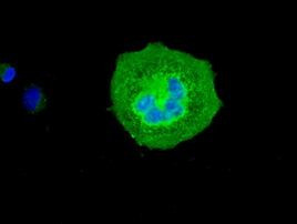VMAT2 Antibody in Immunocytochemistry (ICC/IF)