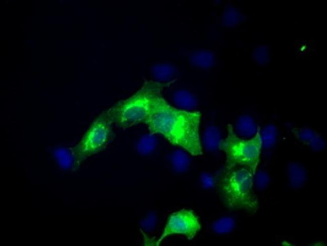 ERMAP Antibody in Immunocytochemistry (ICC/IF)