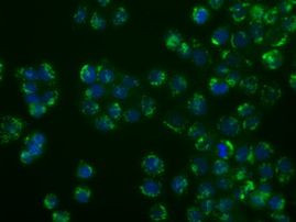 SIL1 Antibody in Immunocytochemistry (ICC/IF)