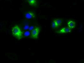 SIL1 Antibody in Immunocytochemistry (ICC/IF)