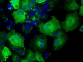 NXNL2 Antibody in Immunocytochemistry (ICC/IF)