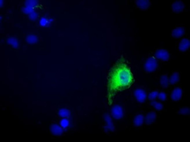 C9orf41 Antibody in Immunocytochemistry (ICC/IF)