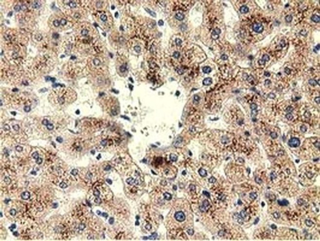 Thimet Oligopeptidase Antibody in Immunohistochemistry (Paraffin) (IHC (P))