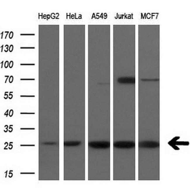 FADD Antibody in Western Blot (WB)