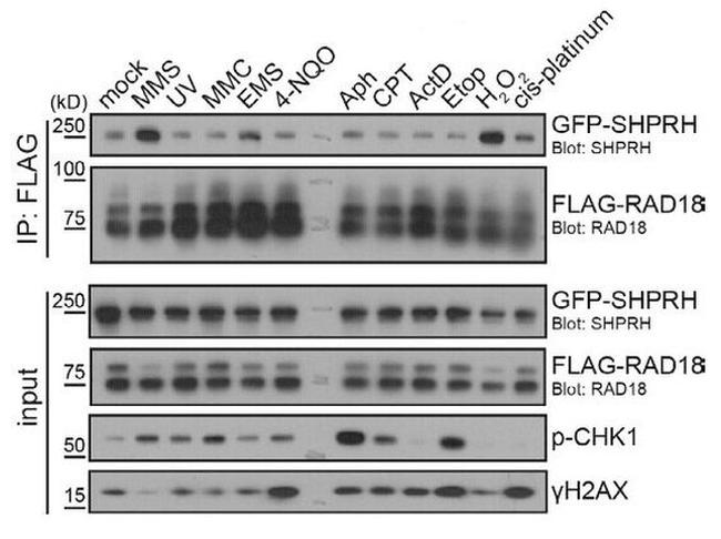 SHPRH Antibody in Western Blot (WB)