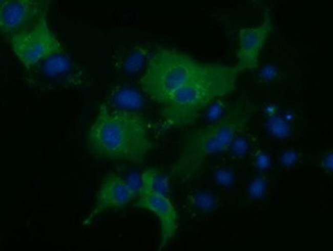 KLHL2 Antibody in Immunocytochemistry (ICC/IF)