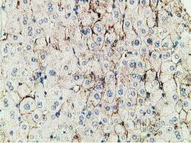 PBLD Antibody in Immunohistochemistry (Paraffin) (IHC (P))
