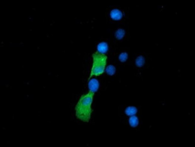 SSSCA1 Antibody in Immunocytochemistry (ICC/IF)