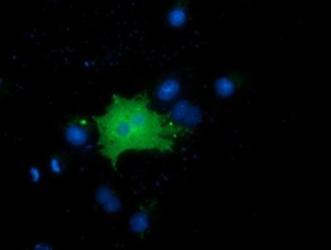 FAM84B Antibody in Immunocytochemistry (ICC/IF)