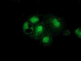 GSS Antibody in Immunocytochemistry (ICC/IF)