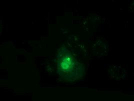 PPWD1 Antibody in Immunocytochemistry (ICC/IF)