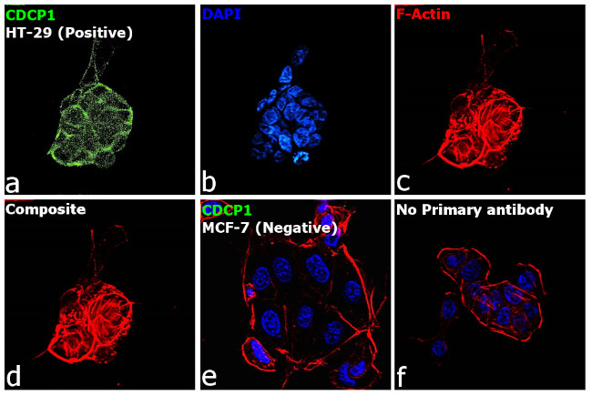CDCP1 Antibody in Immunocytochemistry (ICC/IF)