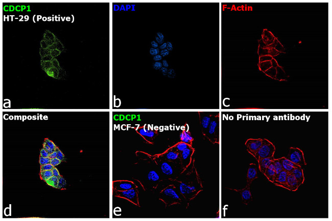 CDCP1 Antibody in Immunocytochemistry (ICC/IF)