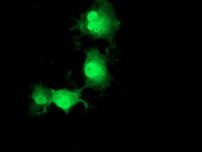 POLR2J2 Antibody in Immunocytochemistry (ICC/IF)