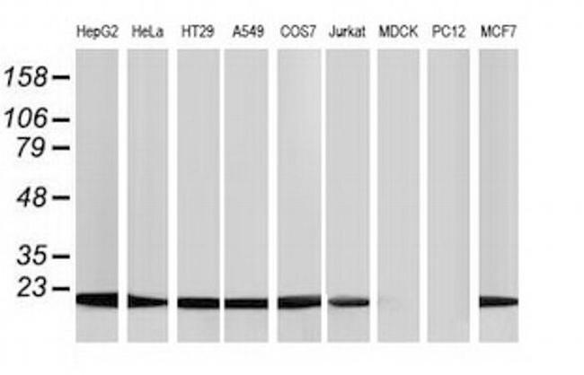 NDUFB9 Antibody in Western Blot (WB)