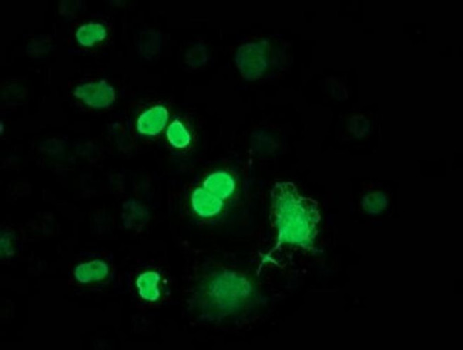 FLYWCH2 Antibody in Immunocytochemistry (ICC/IF)