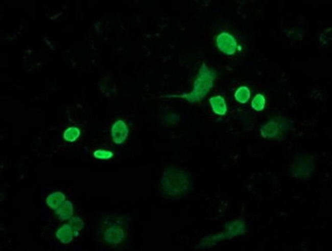 FLYWCH2 Antibody in Immunocytochemistry (ICC/IF)