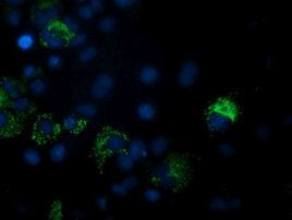 PDF Antibody in Immunocytochemistry (ICC/IF)