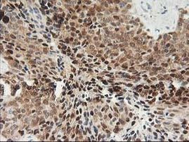 PDXK Antibody in Immunohistochemistry (Paraffin) (IHC (P))